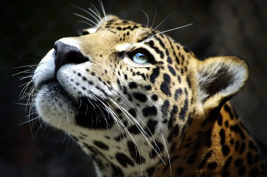Interesting and amazing wallpaper from the most attractive angle of the leopard's face