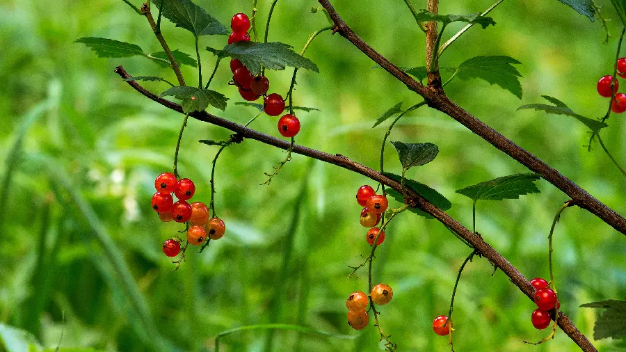 A spectacular background image of nature and a branch of wild cherry fruit