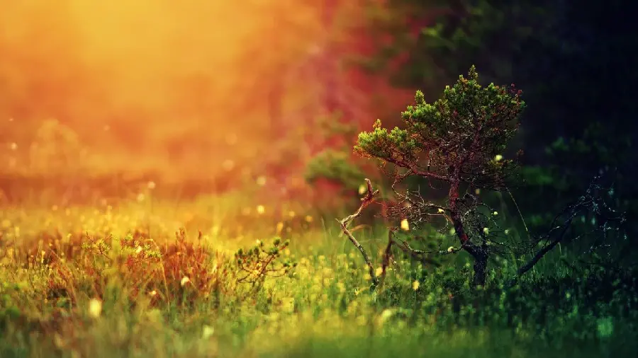 Amazing and beautiful wallpaper of a bonsai tree in the heart of green nature