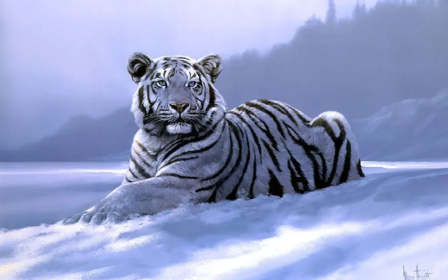 Digital Caricature Drawing of a Predatory Bengal Tiger on Silver Snow