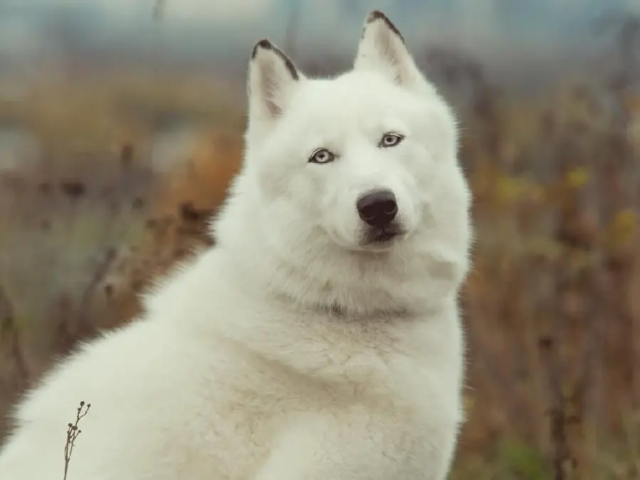 An interesting and spectacular background of a beautiful fluffy husky dog