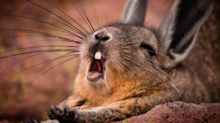 Beautiful picture of capturing moments of a wild rabbit while yawning 