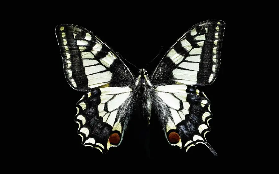 A very attractive picture of a black and white butterfly