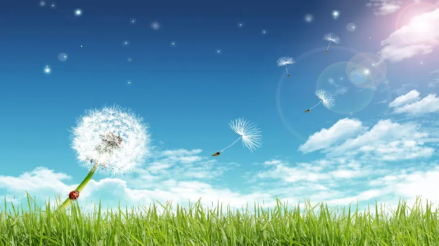 Beautiful view of the dance of light and dandelions in a green summer field for the profile of nature lovers