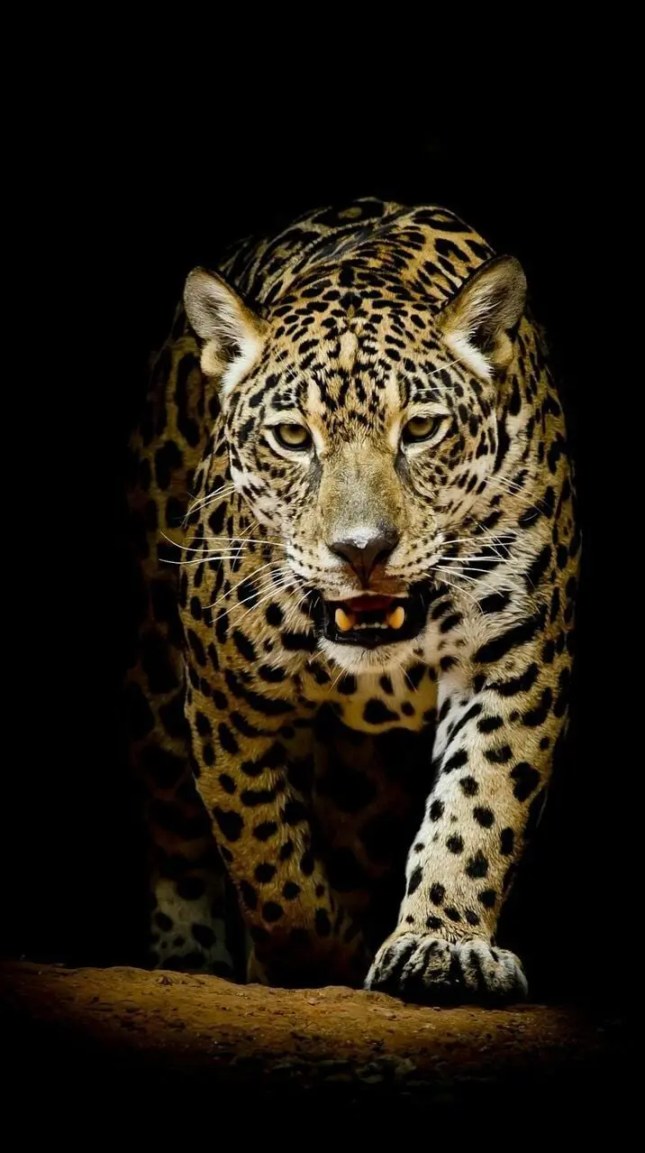 Rough and angry jaguar wallpaper which is looking for prey 