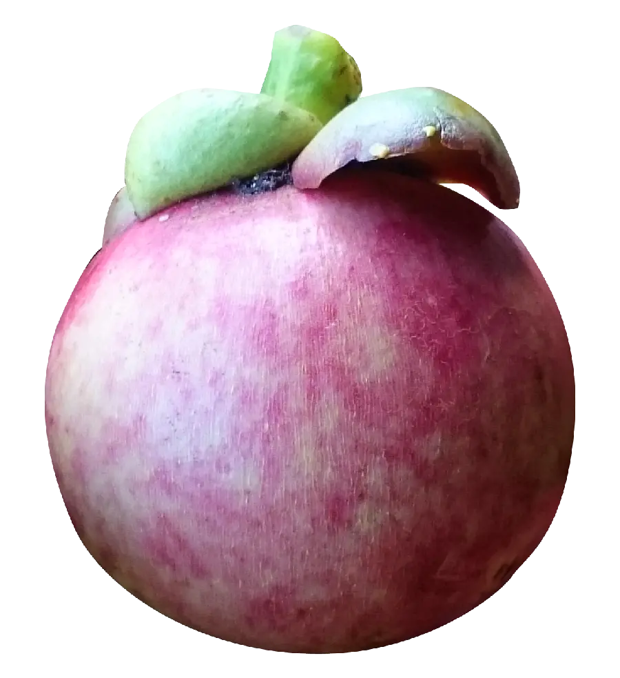 Download the Latest High Resolution Tangelo Fruit Stock Image