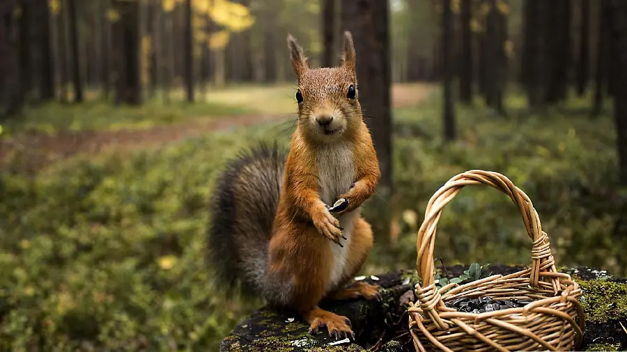 Unique wallpaper of a beautiful squirrel in a dreamy nature 