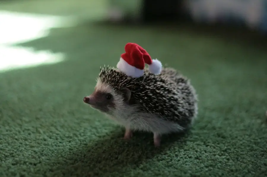 The most attractive and popular image of a hedgehog with a Santa Claus hat