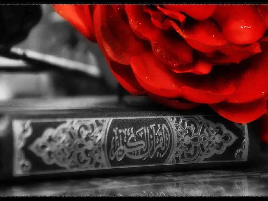 A very beautiful wallpaper of flowers Red rose on top of the Holy Quran 