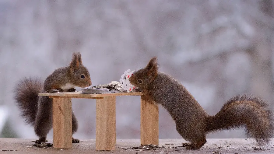 A very interesting and spectacular picture of two beautiful squirrels with excellent quality
