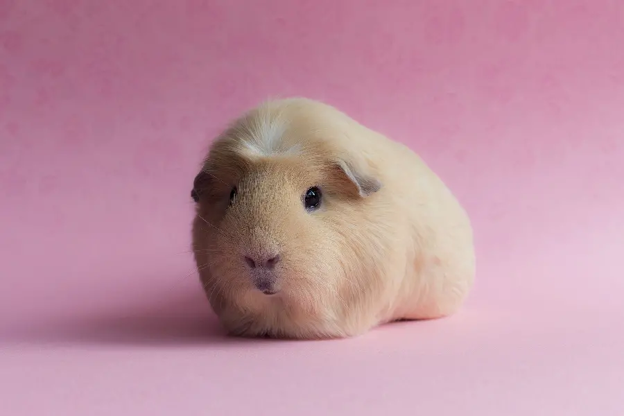  Download delicious background of a cute guinea pig in high quality 