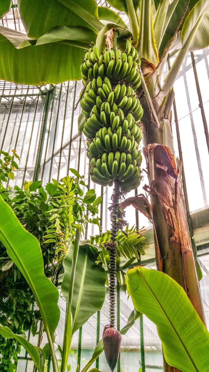 Stock photo of hanging bananas and full of banana trees