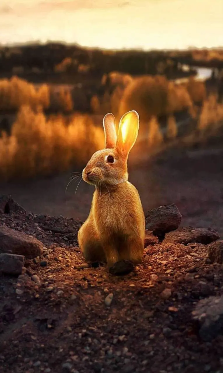 A very beautiful portrait of a lonely rabbit in a spectacular sunset
