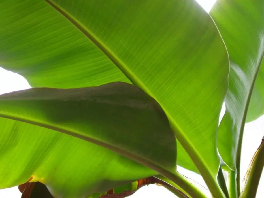 Get a spectacular photo of a long and wide banana tree leaf in quality
