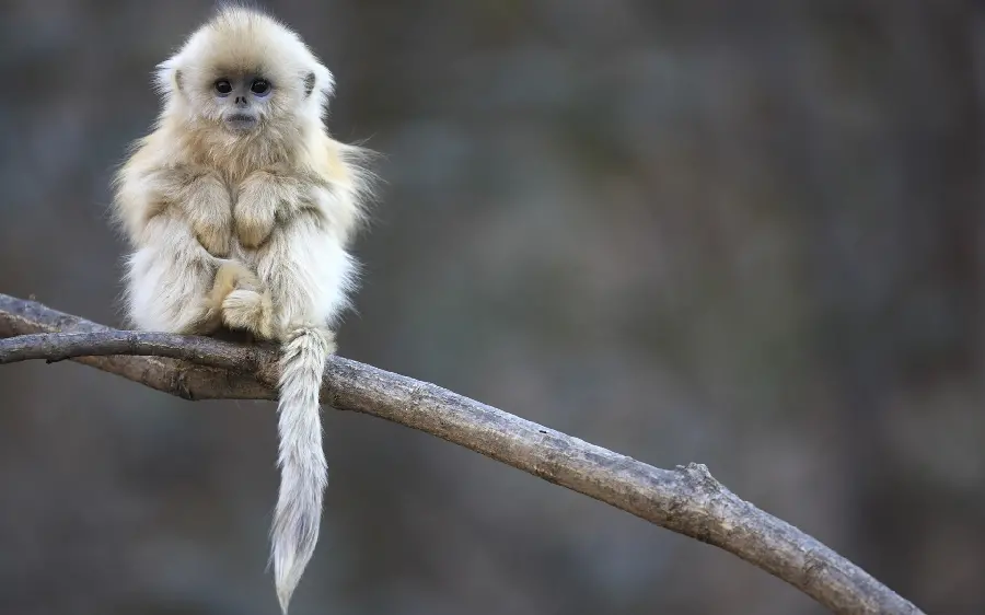 Cute and funny background of a baby Googly monkey in cream color