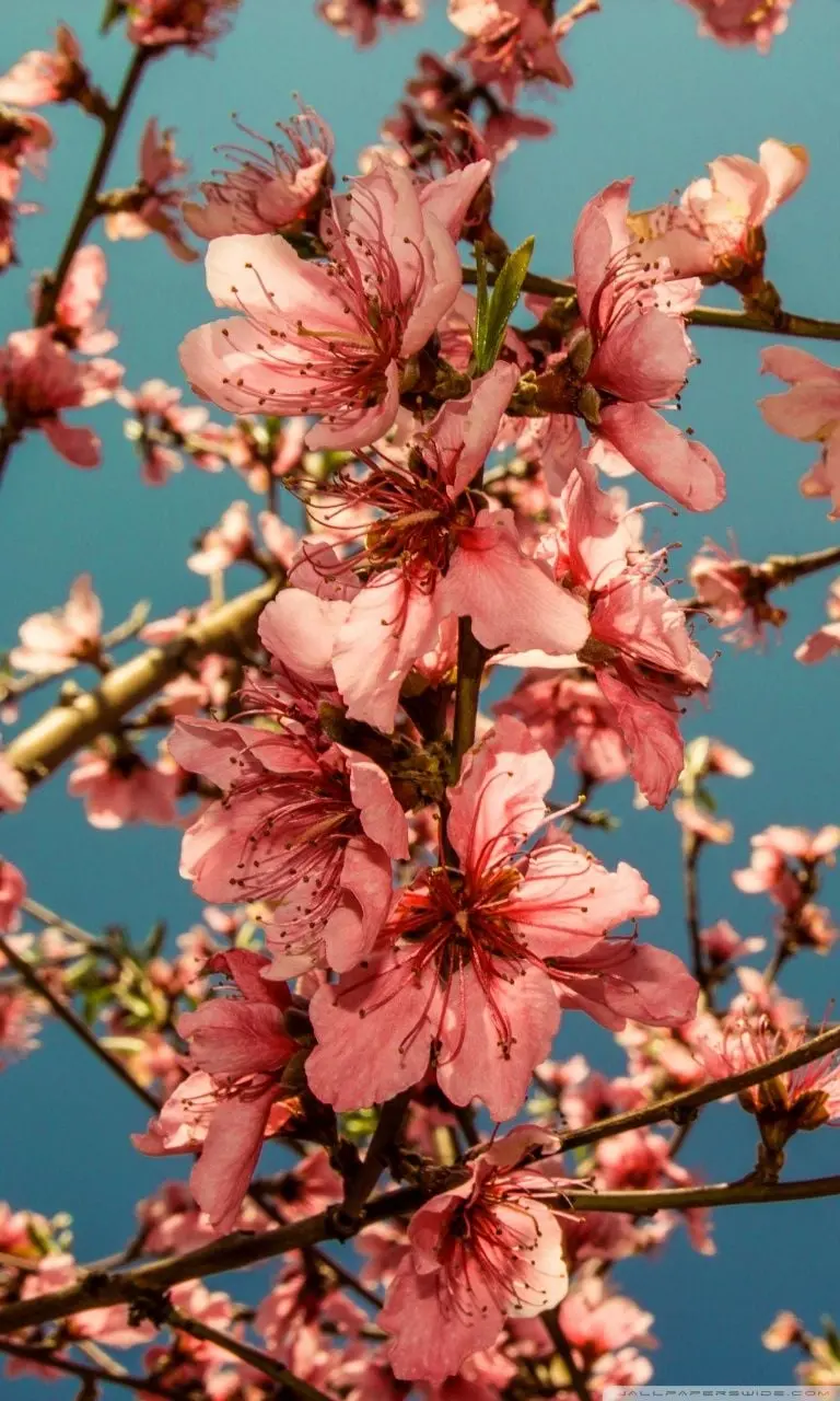 A dreamy stock photo of peach blossoms
