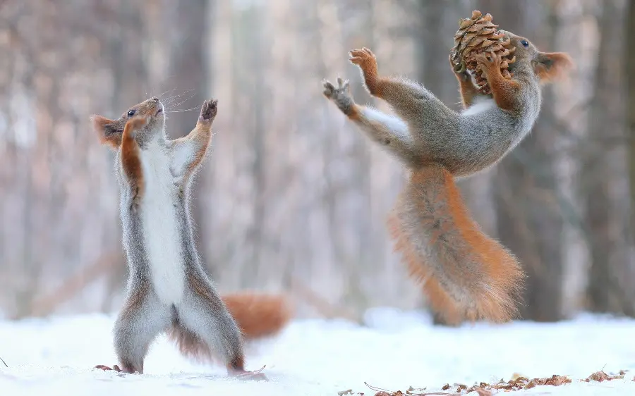 Download a photo of a cute and beautiful picture of two squirrels in winter 