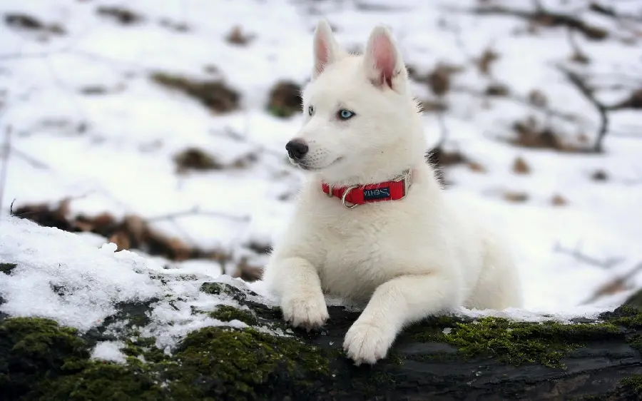Amazing and beautiful photo of a white husky dog ​​with a red collar