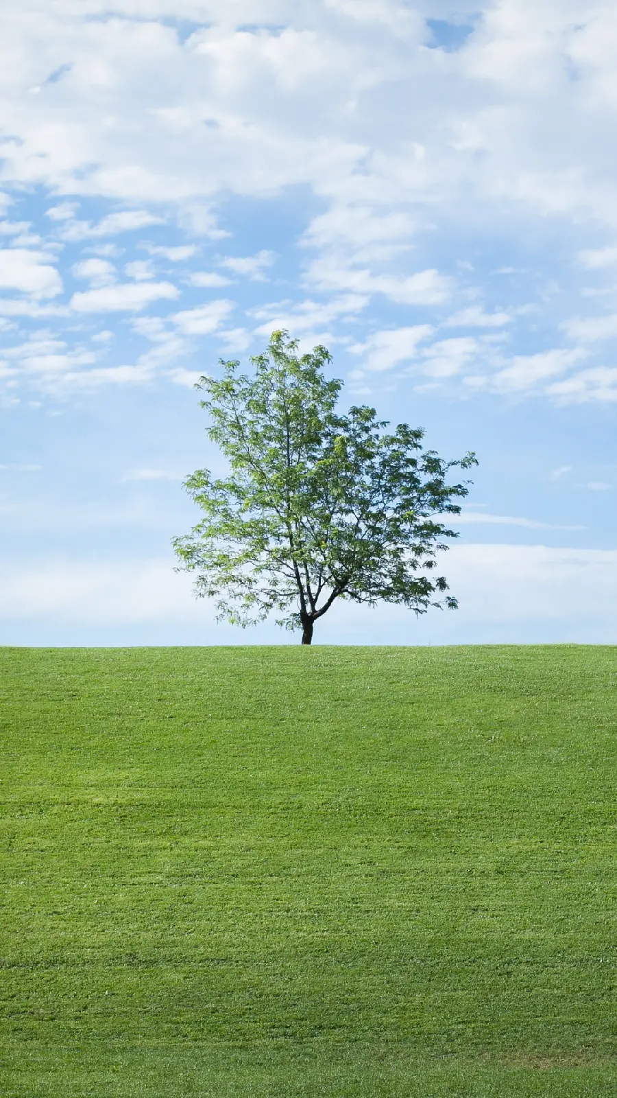 Beautiful wallpaper of a single tree in a large green field and a blue sky 