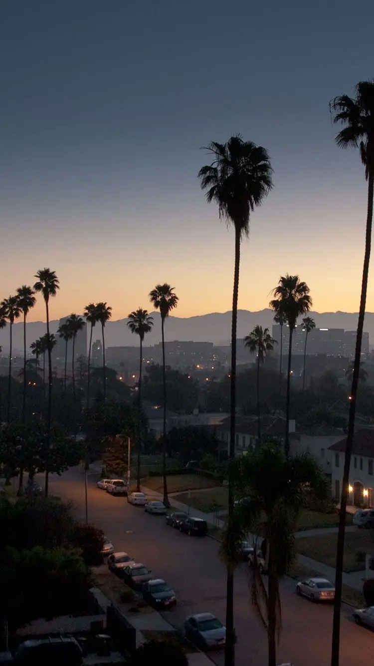 The newest and highest quality photo of the city of Los Angeles with decorative foxtail trees