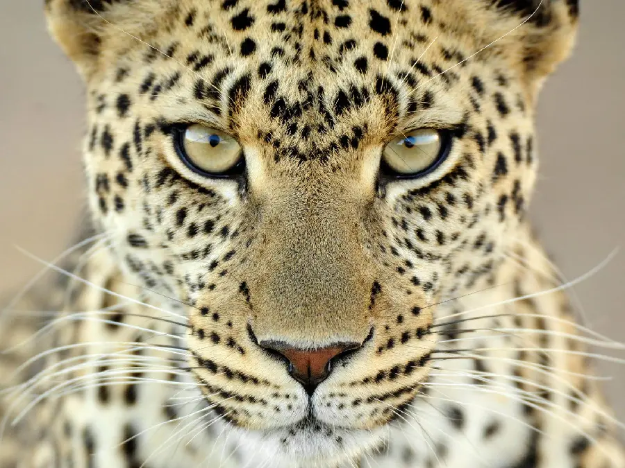 Attractive and high-quality photo of a close-up view of a leopard for the background