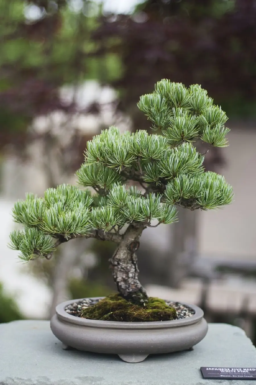  Extremely beautiful background of a bonsai tree with a stylish and elegant vase 