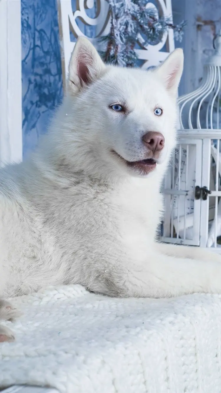  Wallpaper of a fluffy white husky with blue eyes next to a cage 