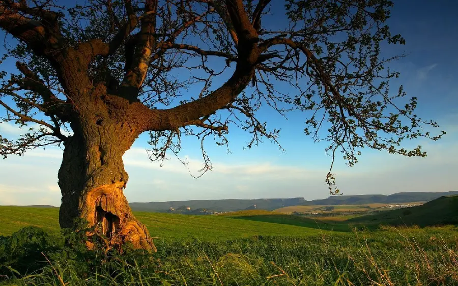The most viewed 4k wallpaper with a single sturdy tree design in a beautiful and lush summer plain