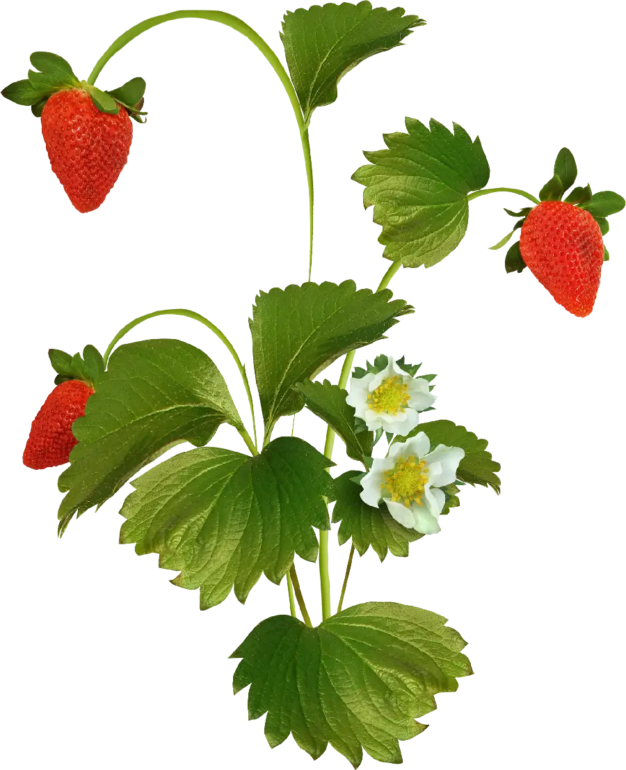 Beautiful Telephoto Photo of Delicious Strawberries with Its Branches