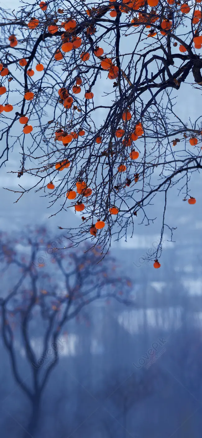 High Quality Portrait Stock Photo of Persimmons Hanging from a Tree