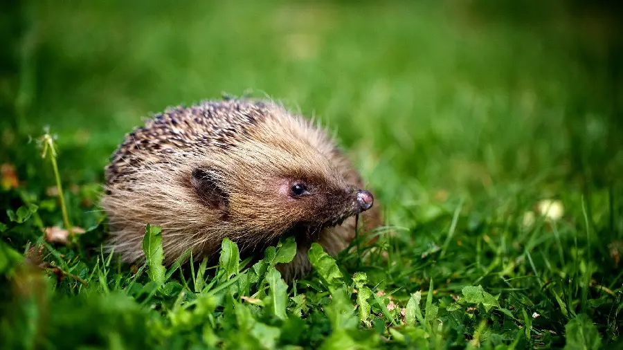 High quality stock of a hedgehog with an interesting and new angle