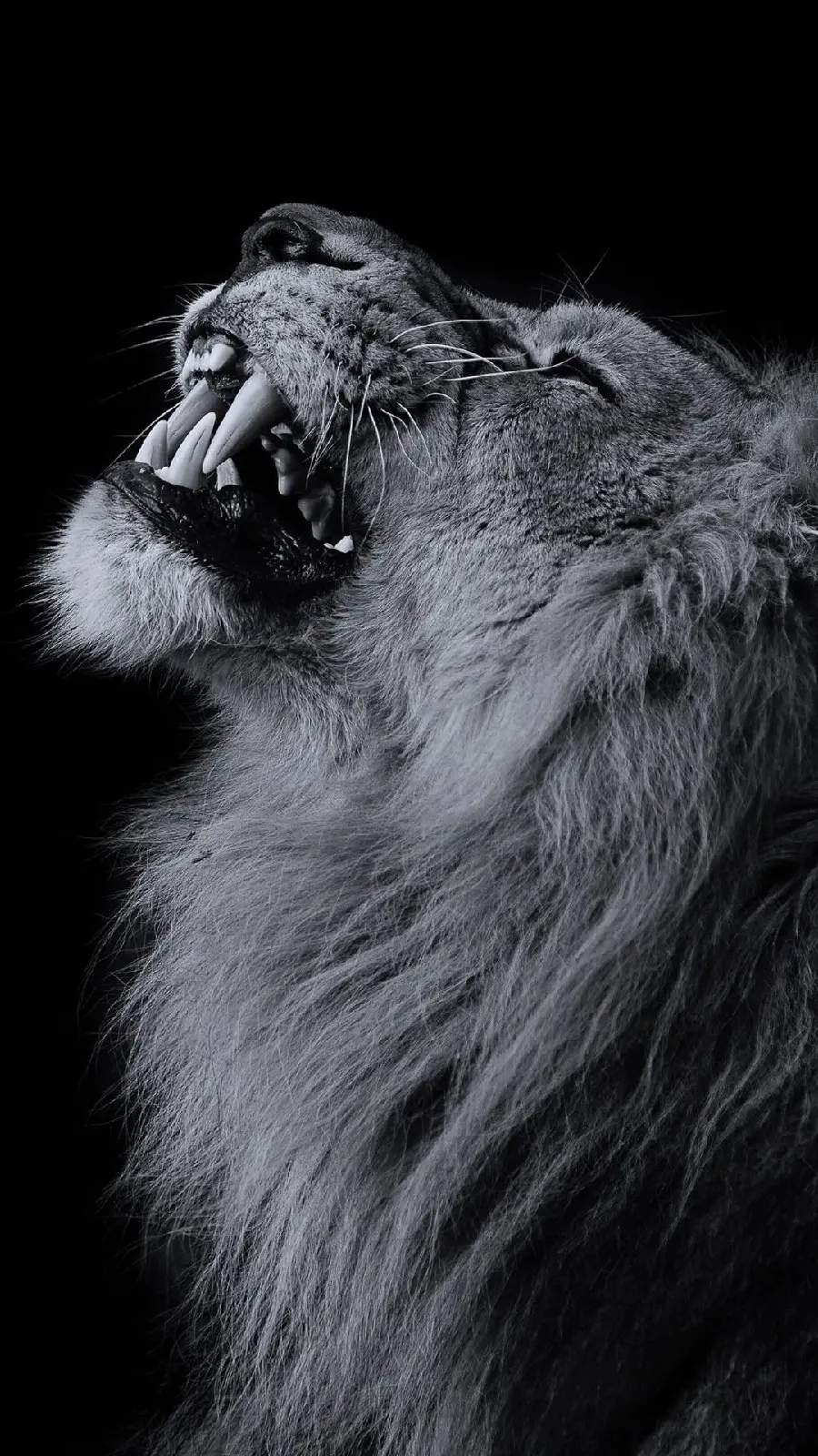 New and Cool Boyish Black and White Lion Wallpaper for iPhone 11