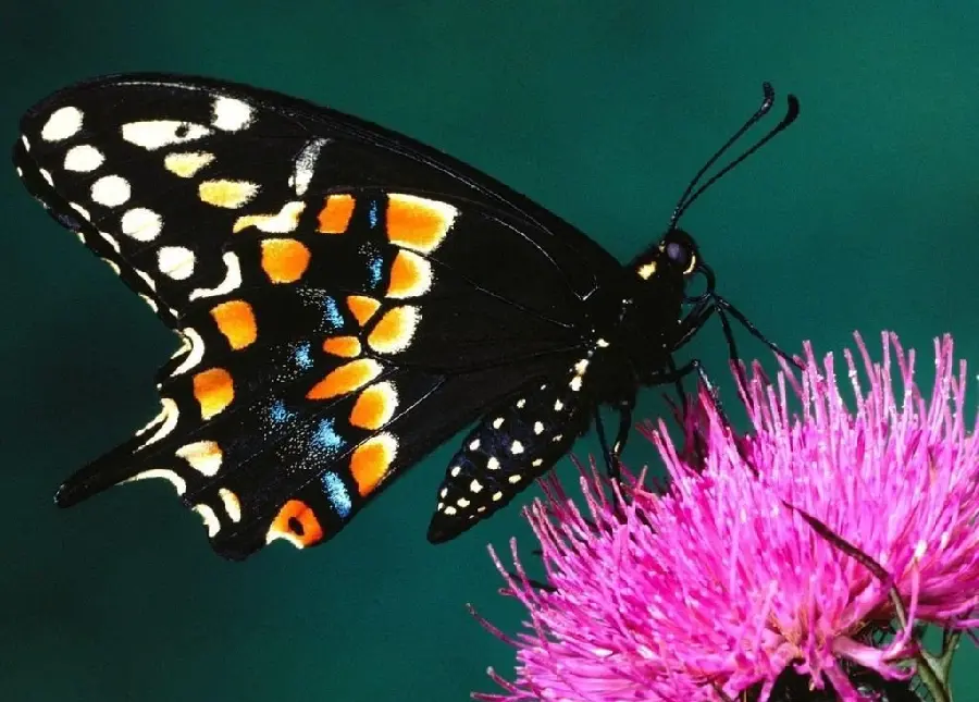 Beautiful butterfly image on a pinkish-red flower 