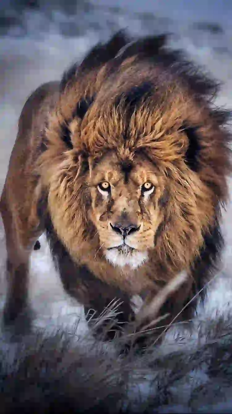 New and cool wallpaper of a powerful lion in the wild for your phone background