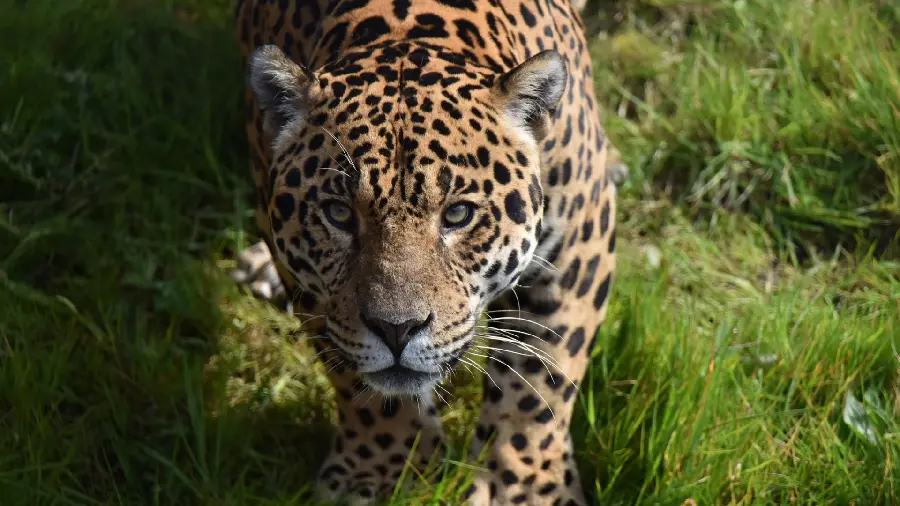 A spectacular and interesting photo of a beautiful and scary leopard in high quality 