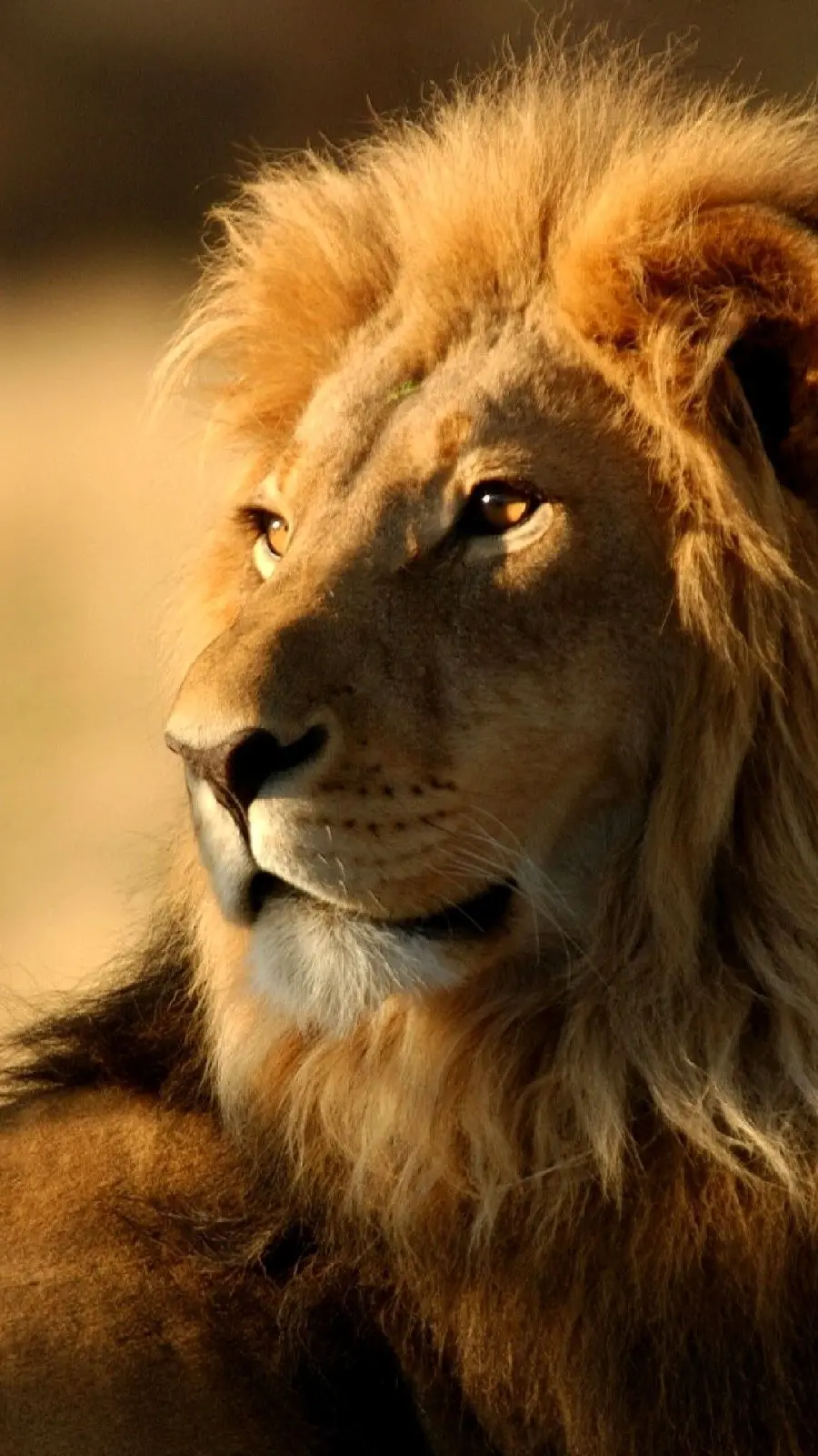 New Boyish Wallpaper of the King of the Jungle for iPhone 15