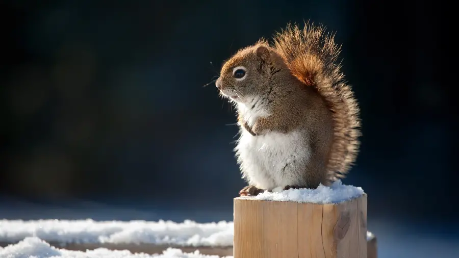 Download a very beautiful wallpaper of a little squirrel leaning on a piece of wood