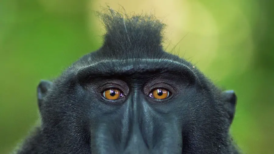 Amazing picture of a black monkey with beautiful hair 