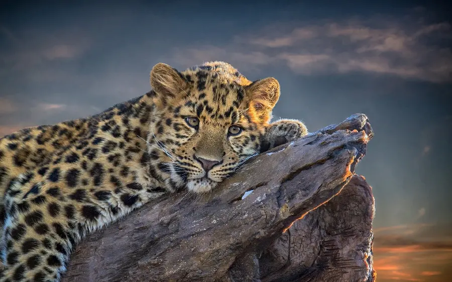 Profile photo of a leopard, oppressed and mellow for cute leopard lovers