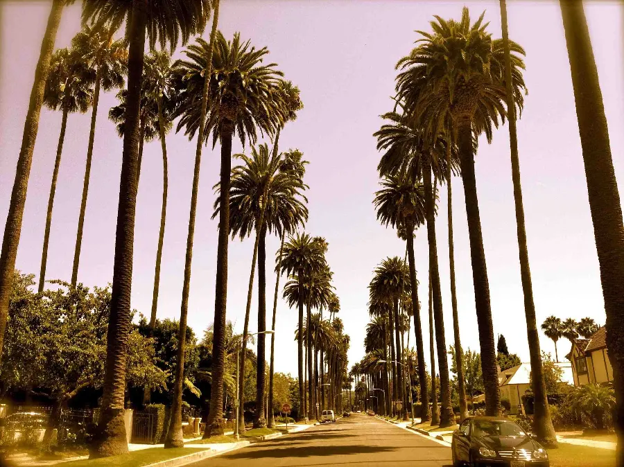 Foxtail palm laptop wallpaper to decorate streets and walkways