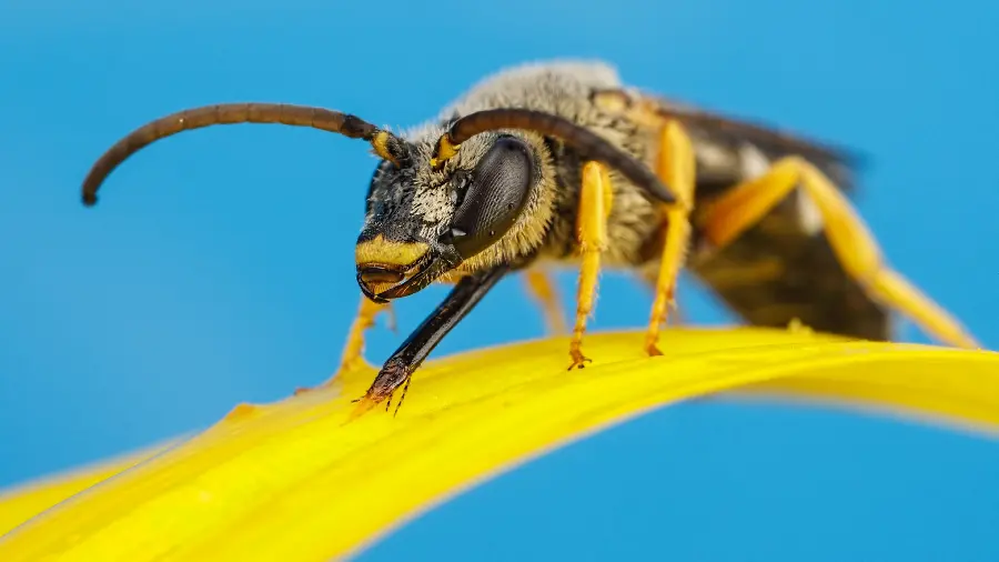 Amazing wallpaper of a queen bee on a yellow petal