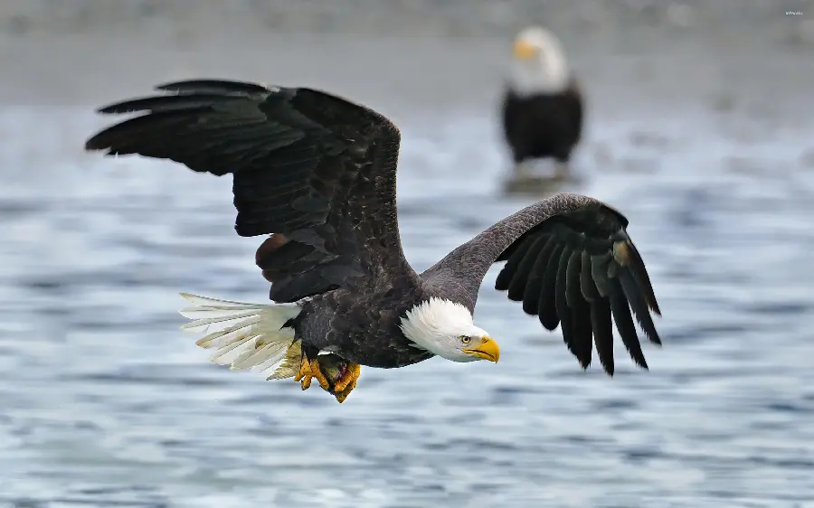 Images of various wild and beautiful birds in the nature of the sea in high quality