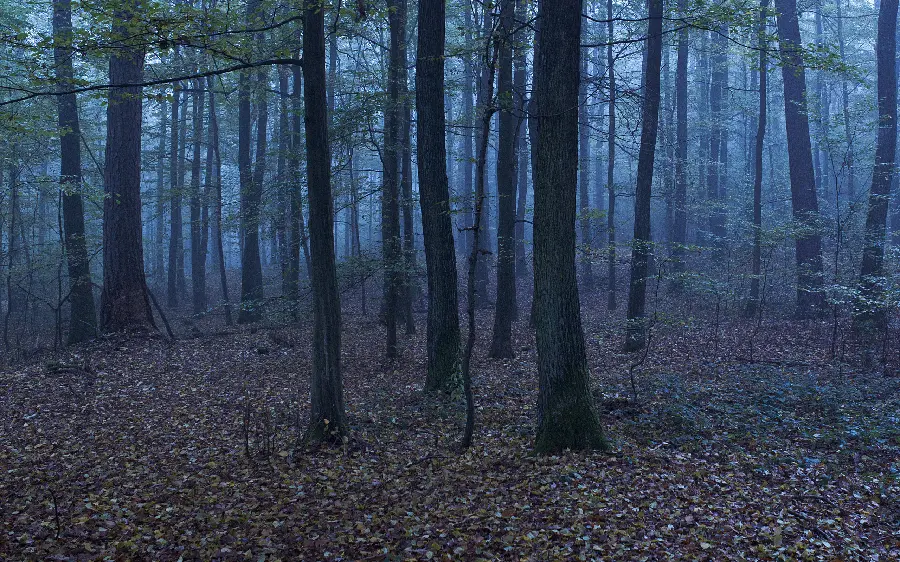 High quality scary and dark profile photo of horror forests