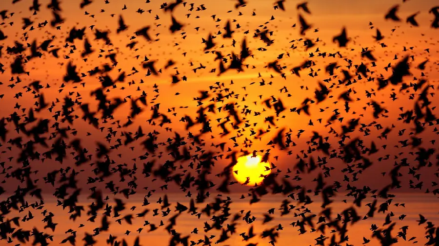 A beautiful photo for printing of a sunset at the sea and mass migration of birds