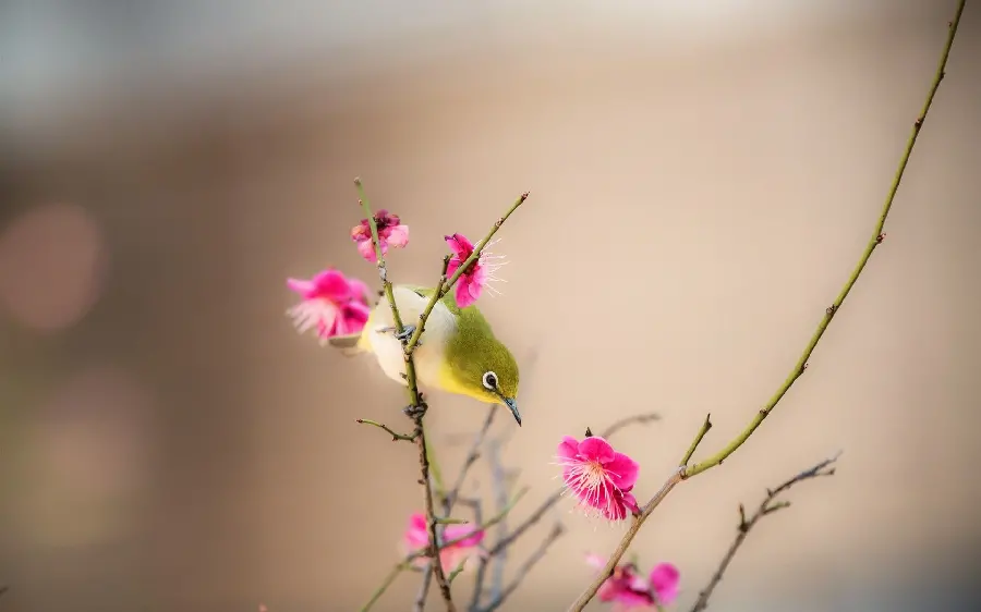 Incredibly beautiful background of pink blossoms in excellent quality 