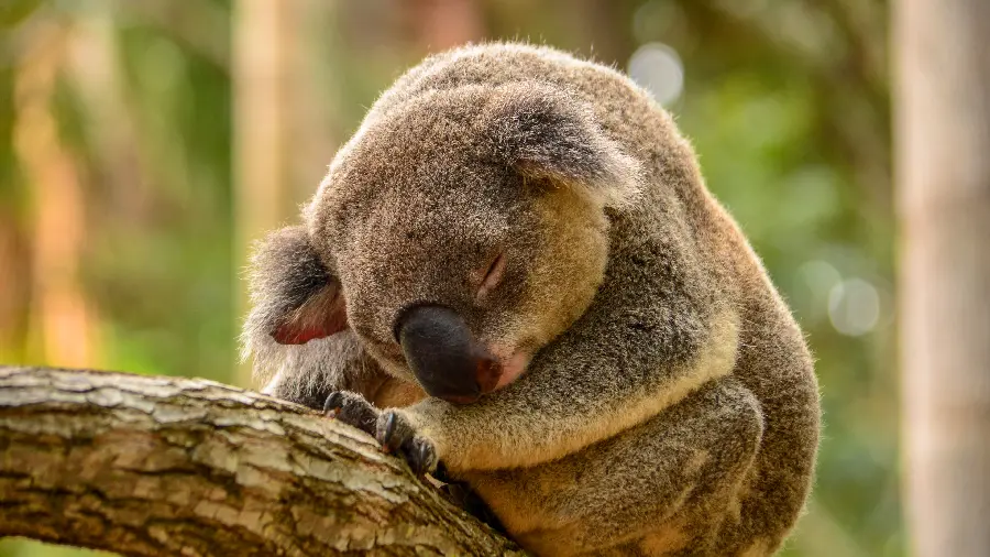 Cute Koala Sleeping Wallpaper for Computer Beautification 1402