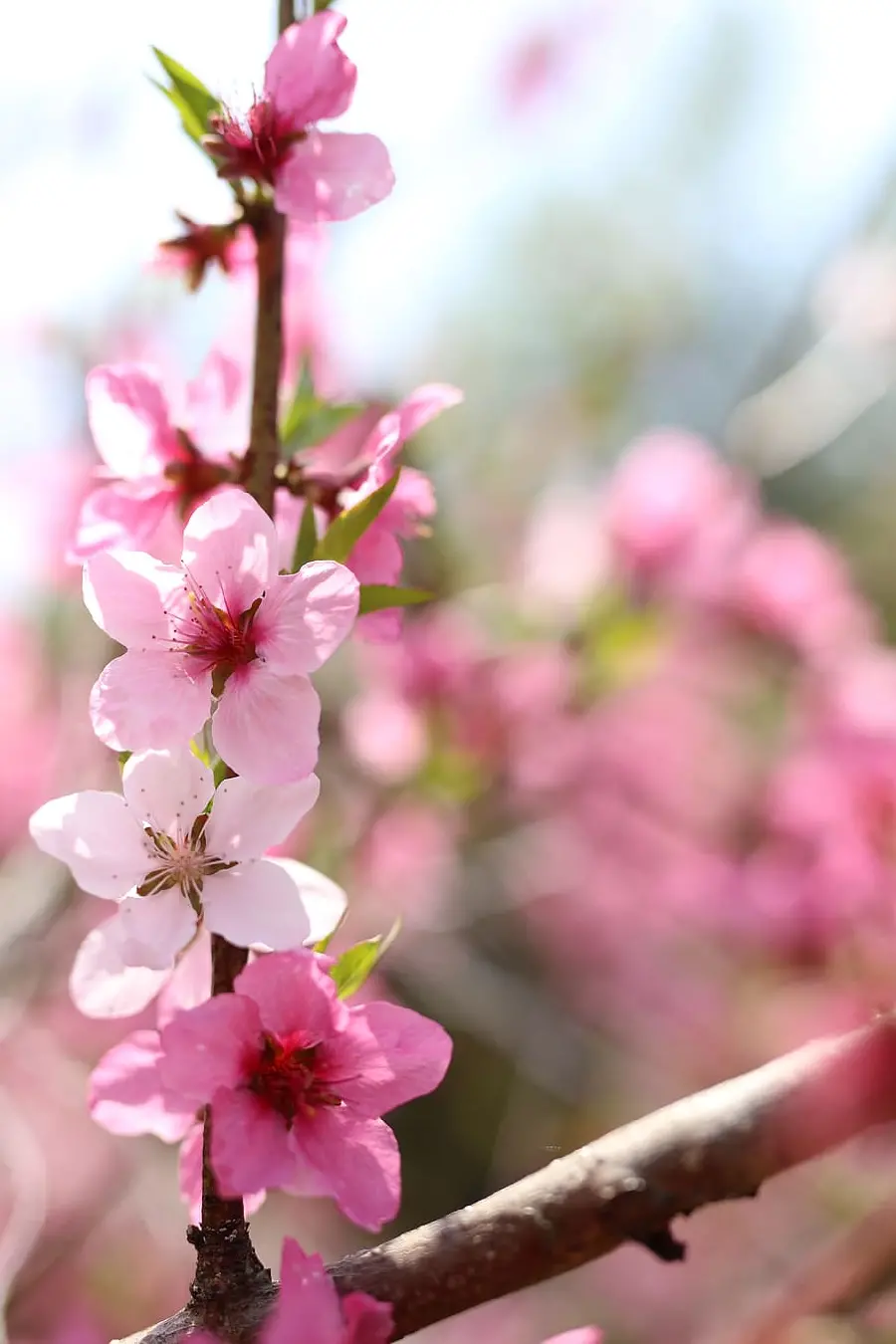 A very beautiful wallpaper of pink blossoms in high quality