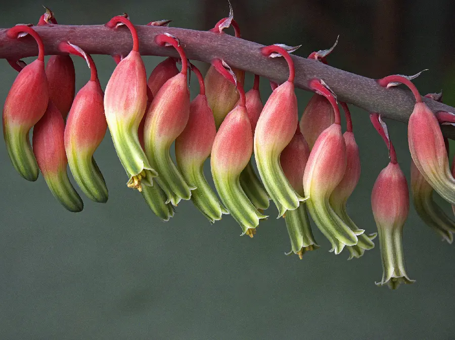 A beautiful image of a beautiful and colorful upside-down flower branch 