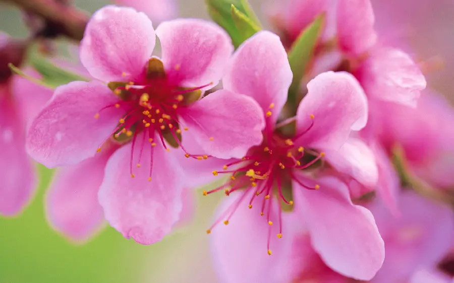 Amazing and spectacular photo of pink blossoms of a beautiful peach tree 