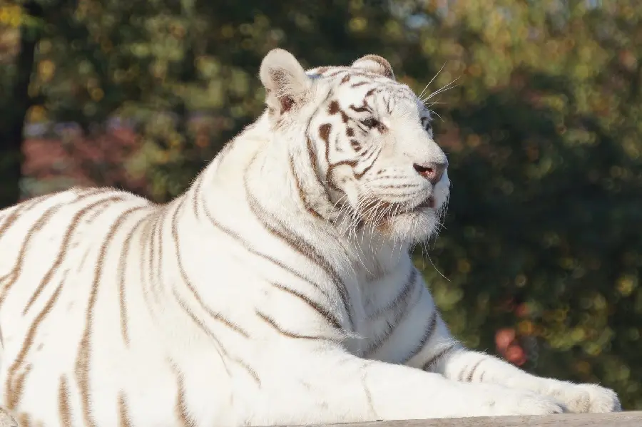 Get amazing picture of restful tiger profile